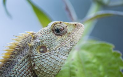 Une espèce à découvrir: le caméléon!