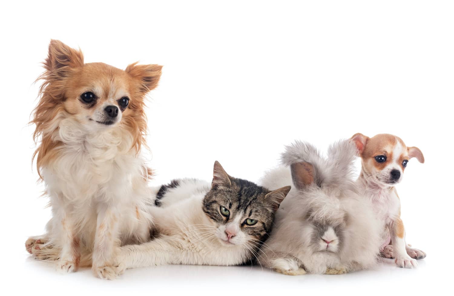 animaux-de-companie