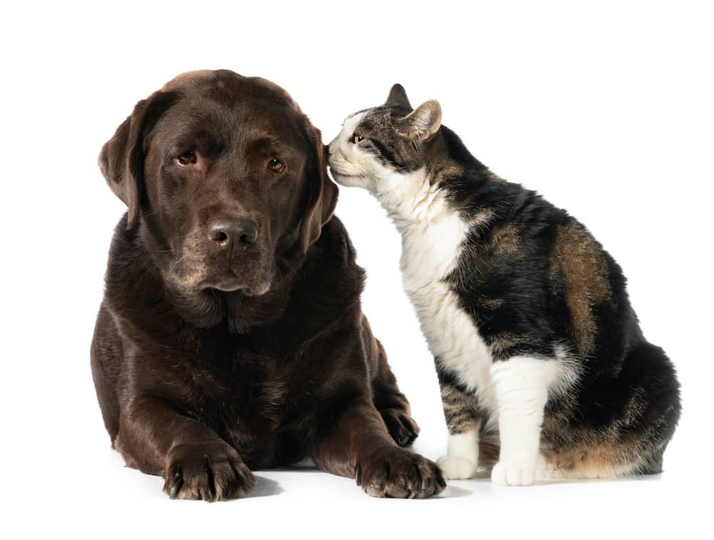 bisou-chat-chien