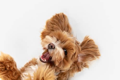 chien-heureux