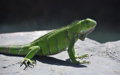 Une espèce à découvrir: l’iguane!