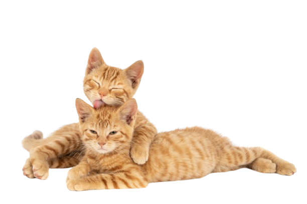 gros-plan-d-un-chat-gingembre-etreindre-et-lecher-l-autre-isole-sur-un-mur-blanc-removebg-preview