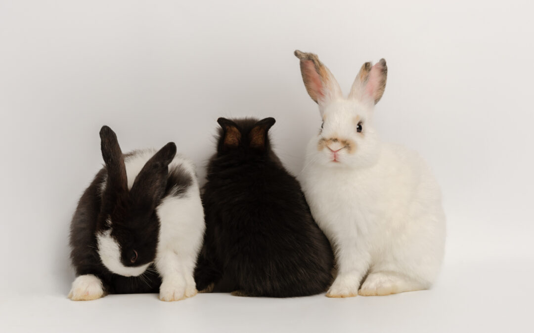 Votre guide complet sur les lapins domestiques : alimentation, santé et comportements essentiels