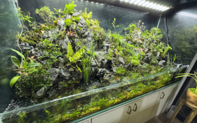 Construire son propre paludarium : le guide ultime