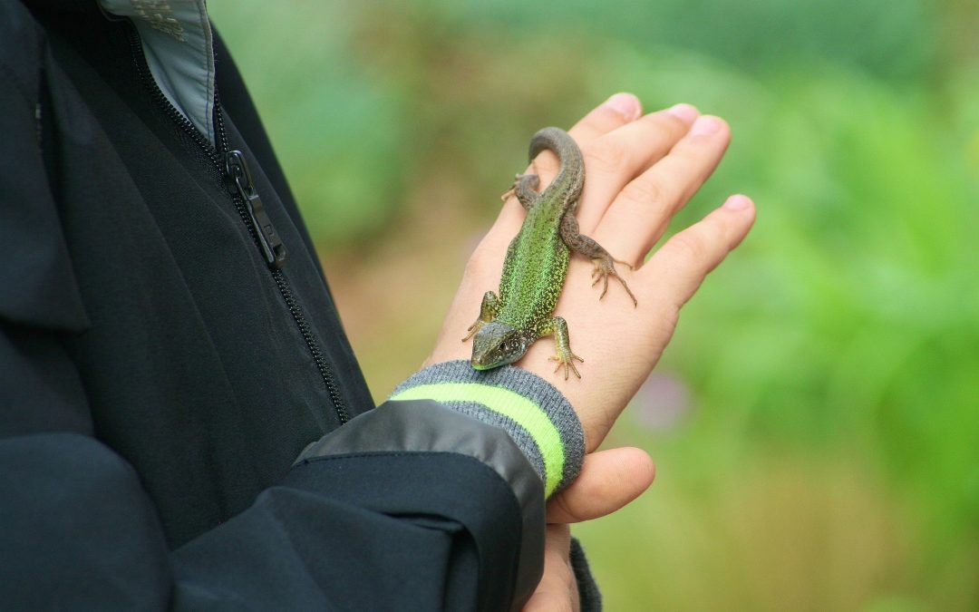 Les reptiles, des animaux adaptés pour les enfants ?