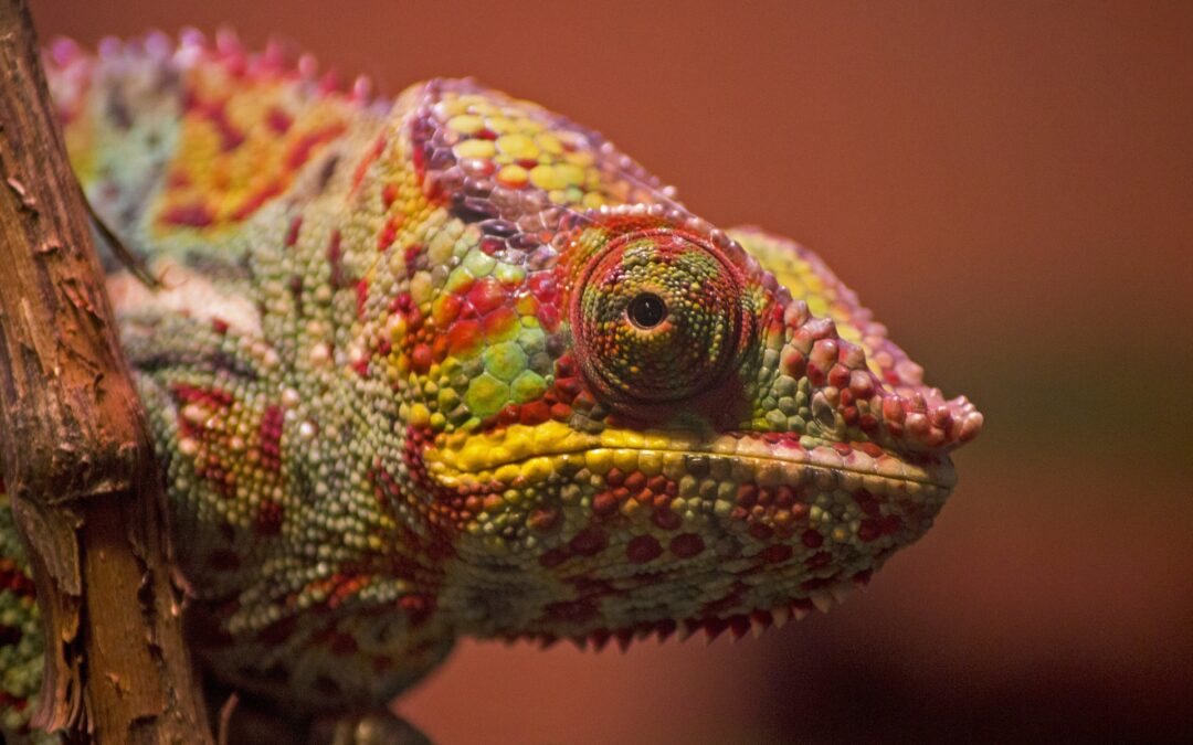 Les nouveaux animaux de compagnie : les avantages du reptile !